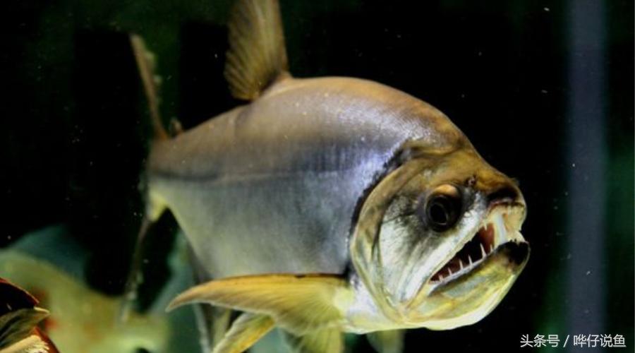 小心被它咬到手！盘点那些变成鱼缸宠物的凶猛河怪（第二季）