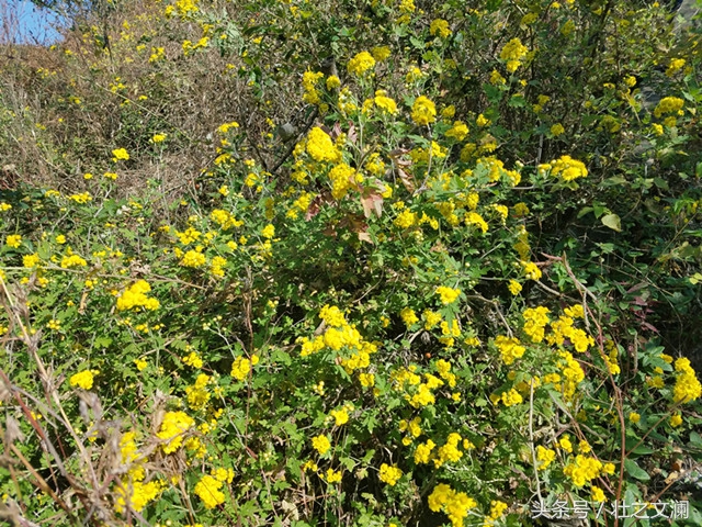 描写秋天野菊花灿烂的七言诗句,描写野菊花的唯美诗句