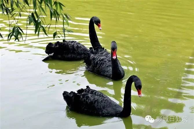 这个徐州文艺青年变身“特禽”养殖专家,养了1万多只特禽