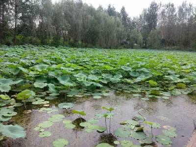 春天适合去哪踏青盐城,盐城春暖花开一日游攻略