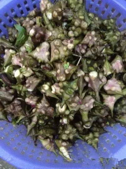 开春挖野菜教你轻松识别18种野菜,您知道春季最养肝护肝的野菜吗