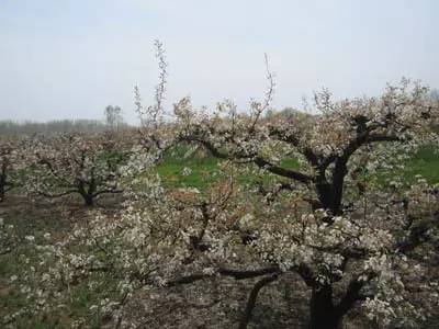 春天适合去哪踏青盐城,盐城春暖花开一日游攻略