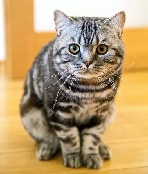 英国短毛猫常见的7种毛色,英国短毛猫在猫界是怎么样的
