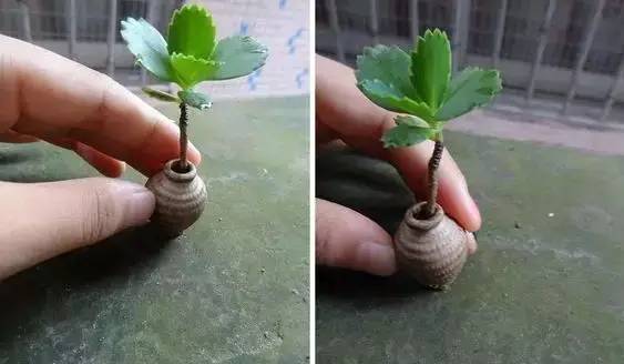 拇指盆栽欣赏,拇指小盆栽
