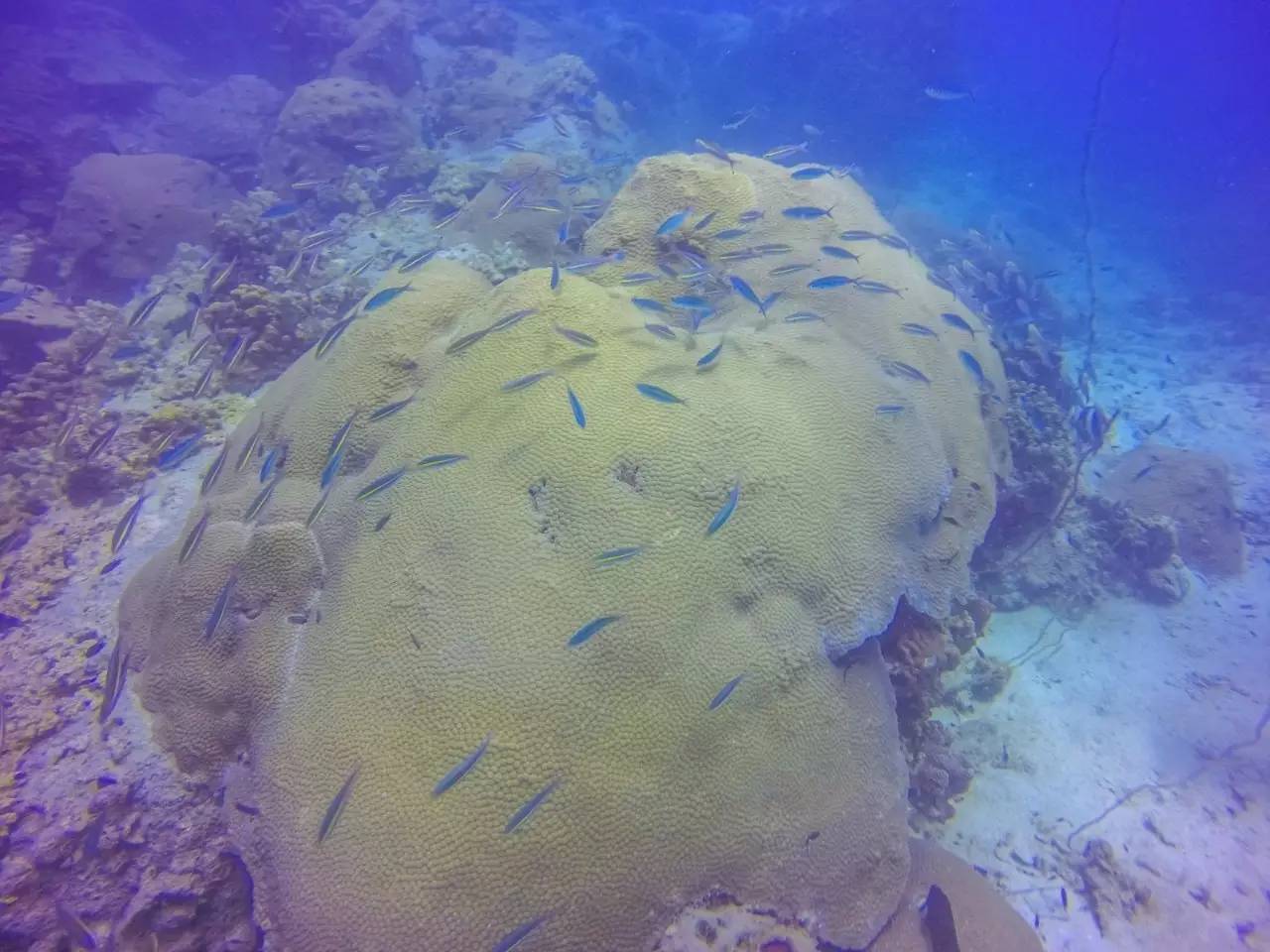 潜水零基础入门教程 (10个简单又可能被忽略的潜水技巧)