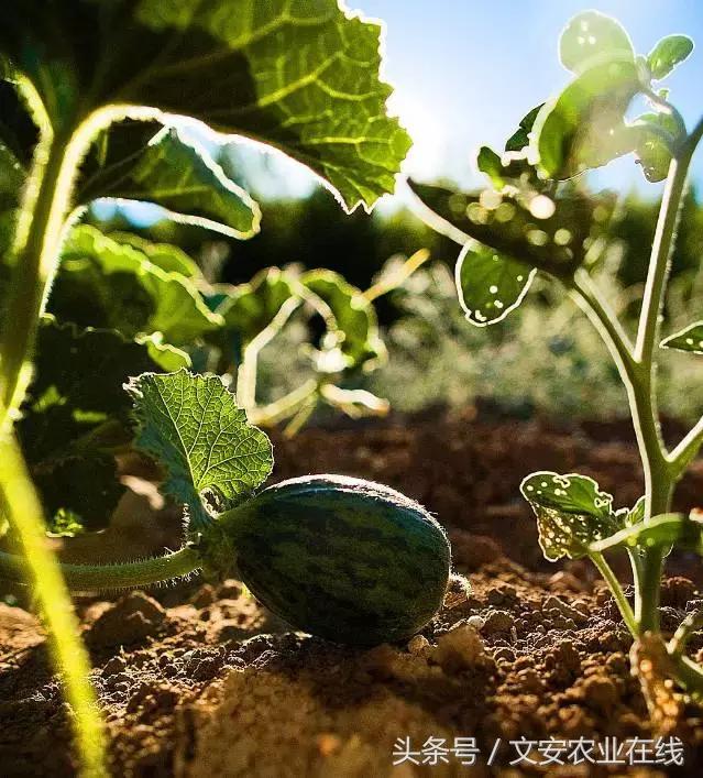 鐢伴棿鐭ヨ瘑闂瓟澶у叏,鐢伴棿鐭ヨ瘑澶у叏