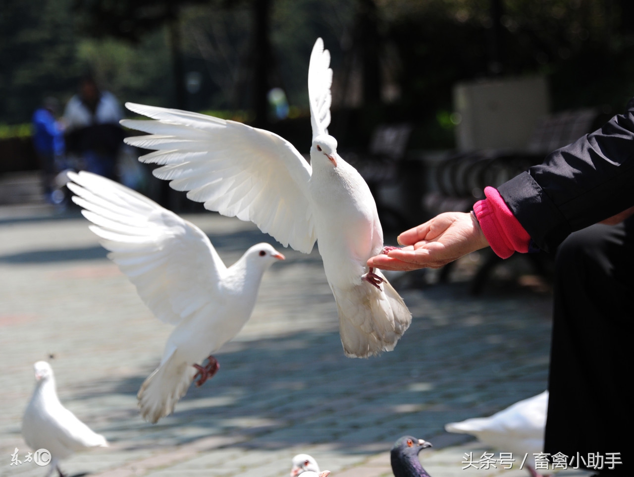 高手讲解鸽子经常拉水便的八大原因