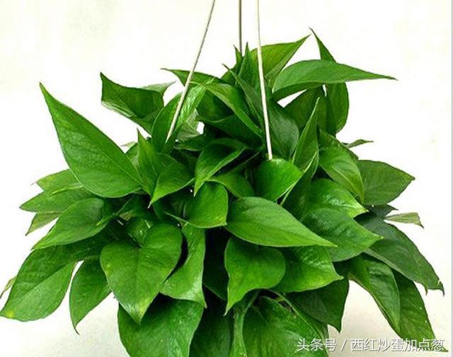 绿萝盆栽养殖方法和注意事项,盆栽绿萝变大盆绿萝