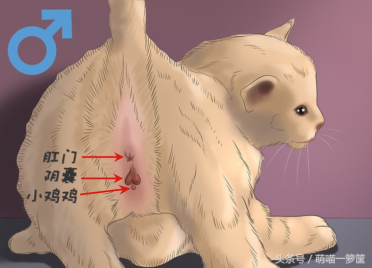 如何知道猫咪是公的还是母,如何区分猫咪是公的还是母的