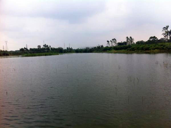 湛江千人钓鱼视频,疯狂钓鱼人钓到了最大的鱼