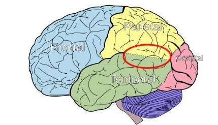 爱因斯坦大脑和平常人大脑对比,爱因斯坦大脑与众不同的奥秘所在