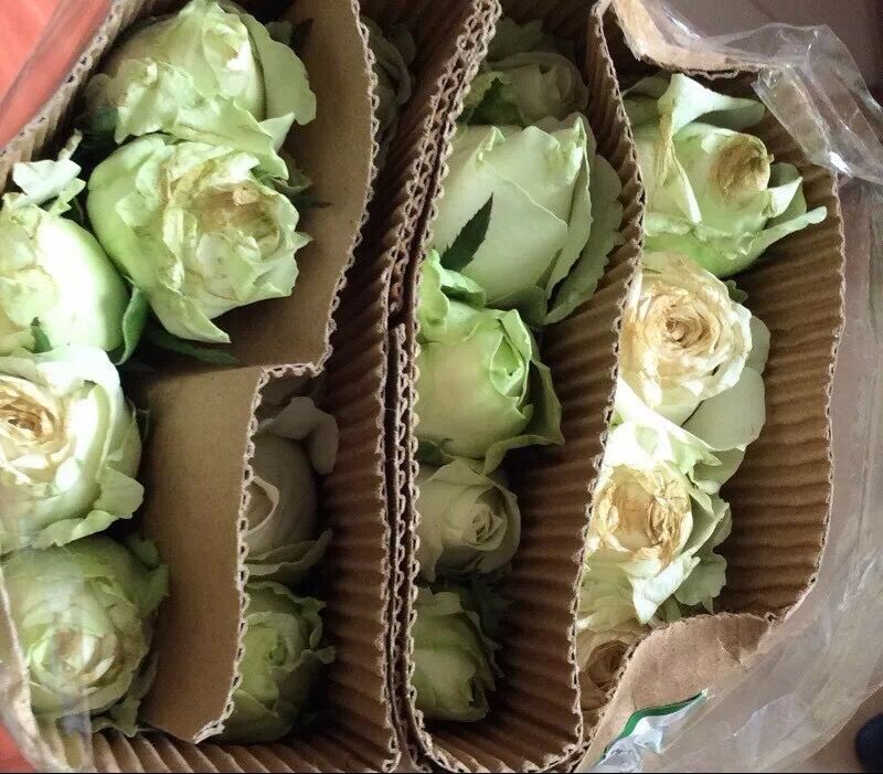 玫瑰养不开就枯了怎么办,玫瑰烂瓣怎么办