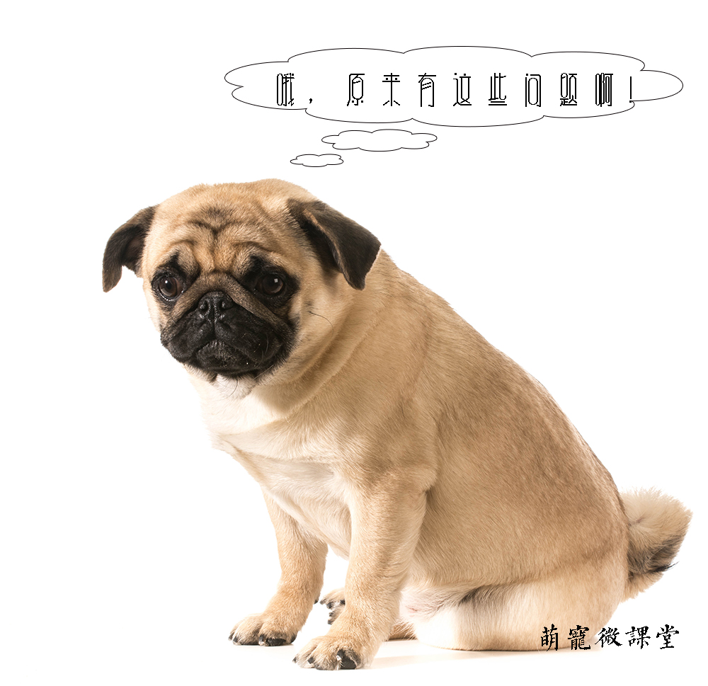 宠物冷知识巴哥犬,宠物冷知识英文版