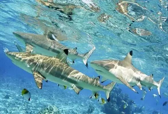 帕劳旅游攻略详解,帕劳旅游攻略六天