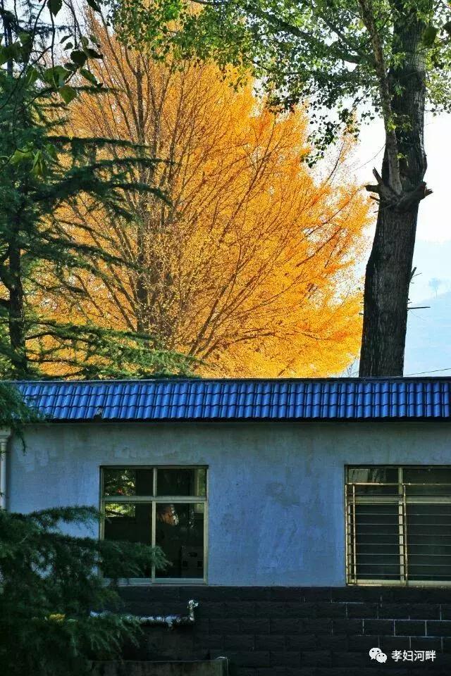 博山区银杏树,博山源泉淄博二中