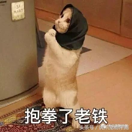 公认最好的宠物沐浴露测评,宠物沐浴露测评狗狗