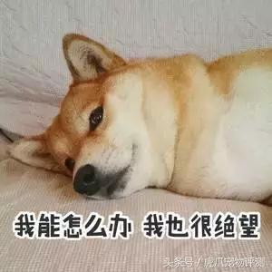 公认最好的宠物沐浴露测评,宠物沐浴露测评狗狗