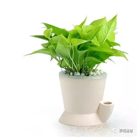 怎样养绿萝花知识大全,绿萝的数学知识