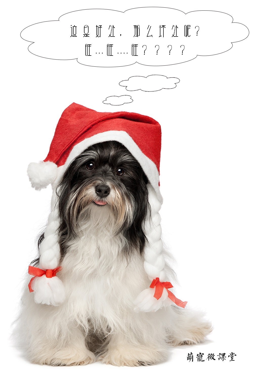 宠物冷知识巴哥犬,宠物冷知识英文版