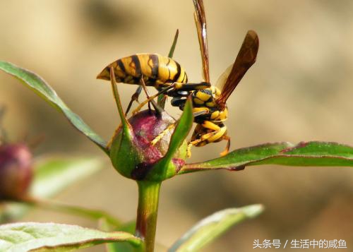 在宿舍被马蜂蛰了以后该怎么处理,被马蜂蛰了的经历