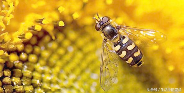 在宿舍被马蜂蛰了以后该怎么处理,被马蜂蛰了的经历
