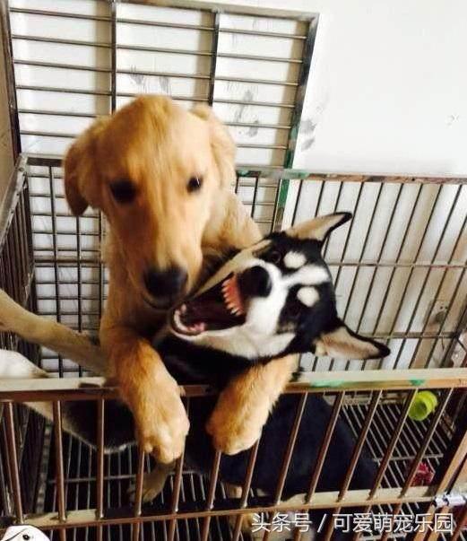 抱紧我你就不冷啦,暖心汪星人就是这么关心自己的主人!