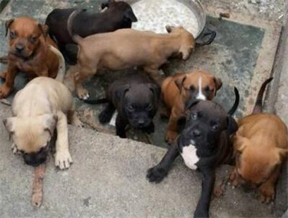 杜高幼犬vs比特幼犬,比特幼犬怎么挑