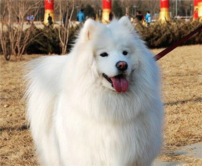 银狐犬和萨摩的区别有哪些？养银狐犬还是萨摩好？