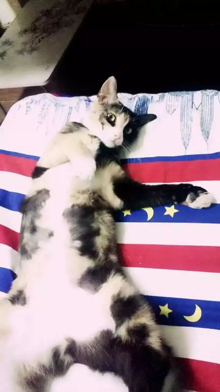 玳瑁猫最丑的猫,玳瑁猫长得好凶