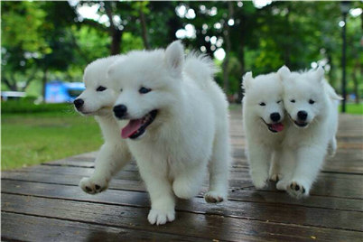 银狐犬和萨摩的区别有哪些？养银狐犬还是萨摩好？