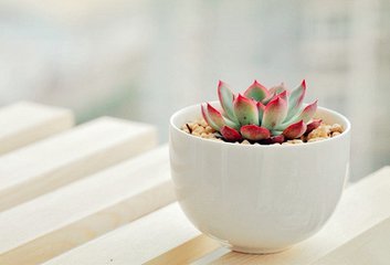 多肉砍头老桩怎么处理,多肉白凤砍头后老桩的生长