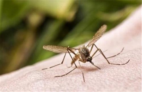 红霉素眼膏和红霉素软膏区别在哪,红霉素软膏与红霉素眼膏有区别吗