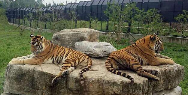 上海动物园和野生动物园哪个好玩,上海野生动物园面积多少平方千米