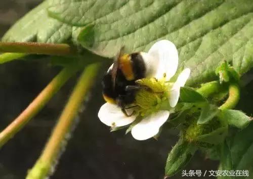 草莓得了红蜘蛛怎么治疗,草莓红蜘蛛病害怎么治病