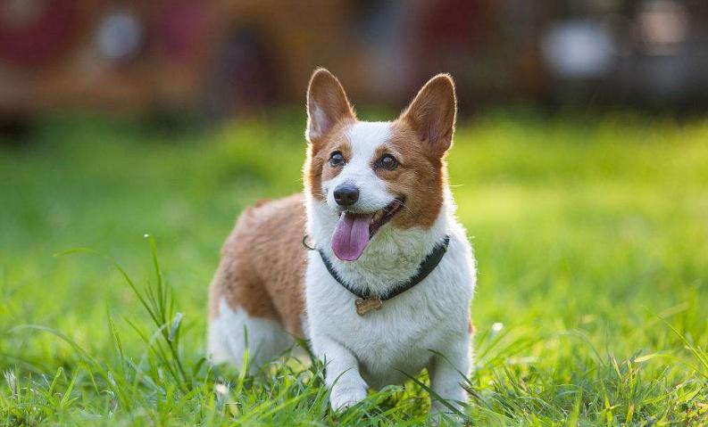 狗狗的品种以及品种的遗传病，*友狗**们要多加注意啊！