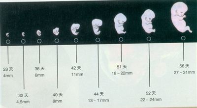 准妈妈必看孕期运动注意事项,孕期宝宝每天长多少算正常