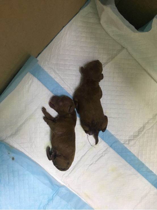 武汉联合动物医院：狗狗剖腹产是怎样的？