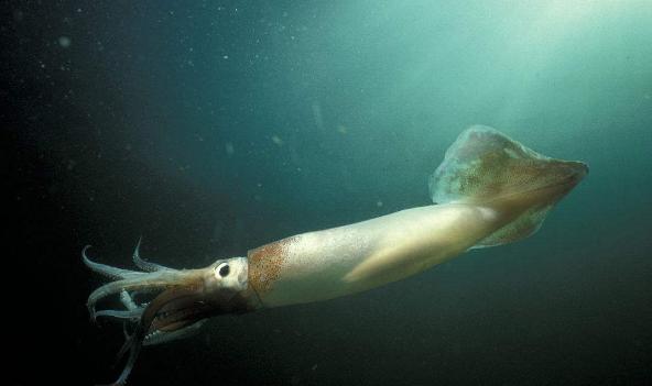 鱿鱼为什么会飞,世界鱿鱼会飞吗