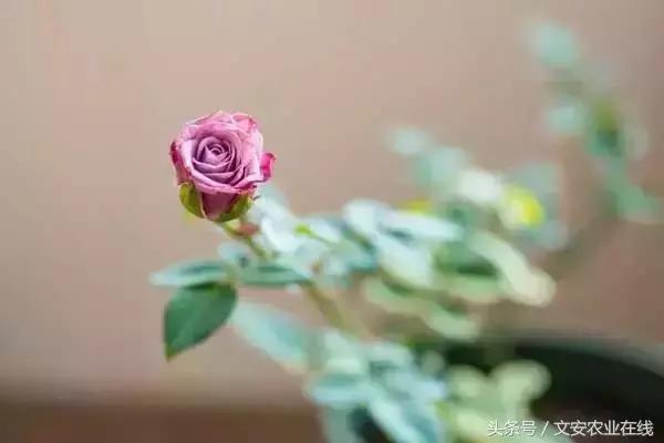 20种植物的形状和养护方法,植物不同时期的施肥