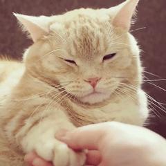 猫爪肉球形状判断猫咪性格,猫咪肉球颜色决定猫咪性格