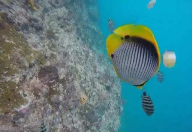 帕劳归来不看海视频,帕劳归来不看海