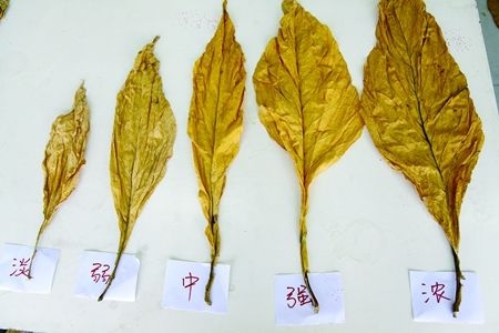 烟醉过后就很难戒烟了吗,吸了几十年烟现在戒烟来得及吗