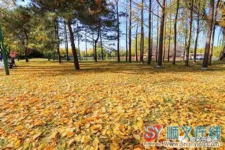 北京顺义最美的景区,顺义最美的国家森林公园