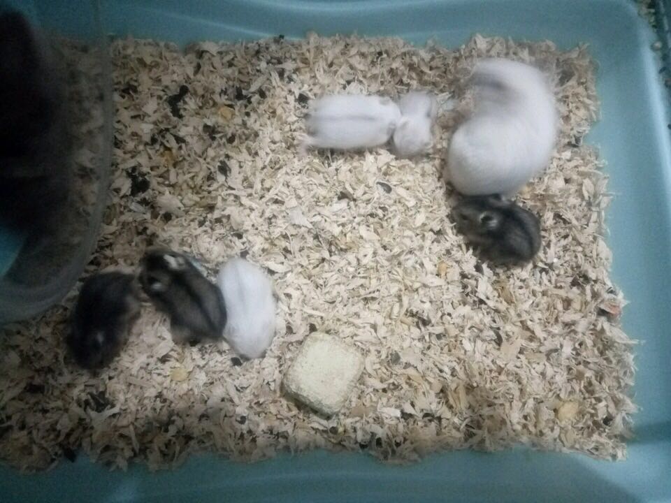 仓鼠一般能生多少只,每个品种的仓鼠都很能生吗