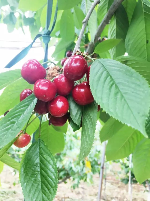 为什么同样的水果价格相差很多,为什么一样的水果价格差距太大