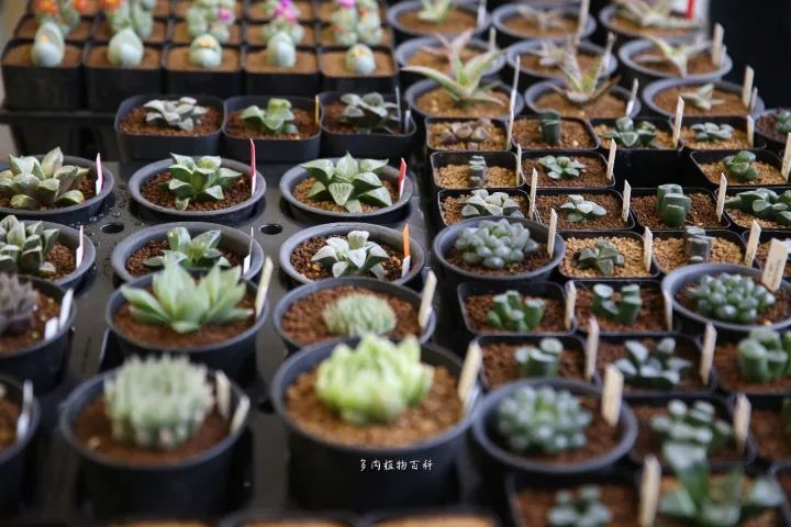 公认最美4种多肉植物图片,2014年上海多肉植物展图片