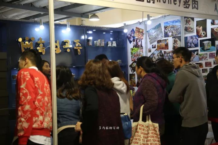 公认最美4种多肉植物图片,2014年上海多肉植物展图片