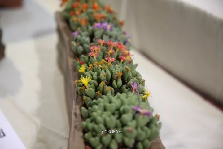 公认最美4种多肉植物图片,2014年上海多肉植物展图片
