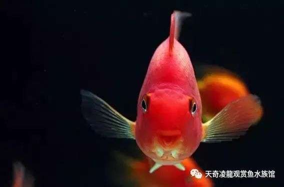 鹦鹉鱼趴缸底的最佳治疗,鹦鹉鱼趴缸最快的恢复方法