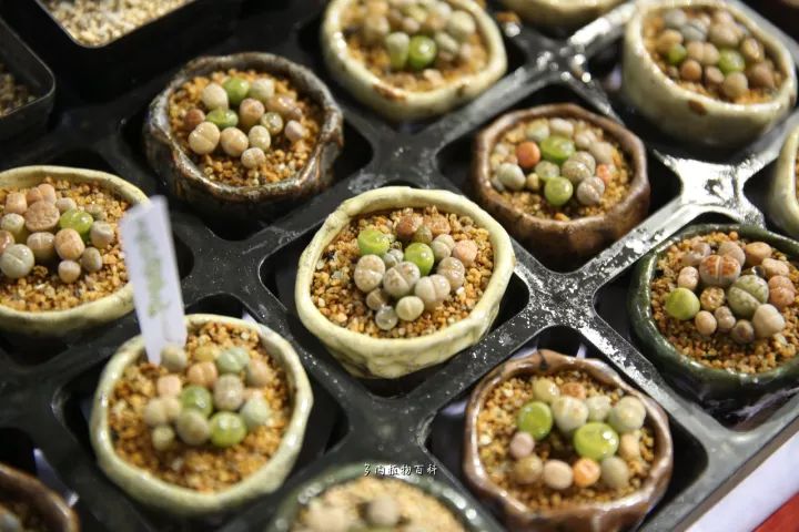 公认最美4种多肉植物图片,2014年上海多肉植物展图片